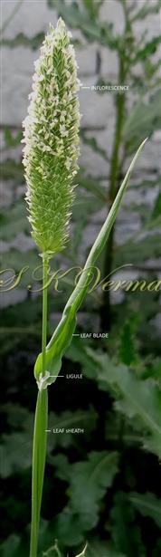  Leaf with ligule